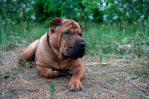 Shar Pei dog lying on the grass in nature.