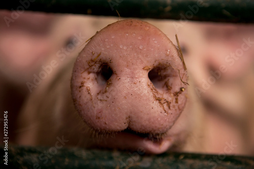 The focus on the pig's nose while it's in the barn.
