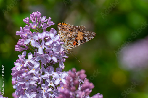 Swedish butterfly looking for nectar on an acid. Colorful day butterflies one can see in gardens or at a flower in the summer. There are about 120 species in Sweden.