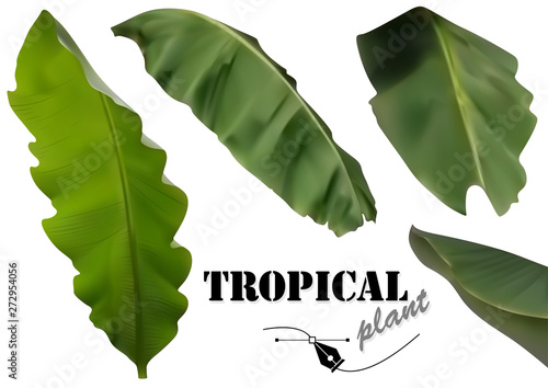 Tropical Banana Palm Leaves...