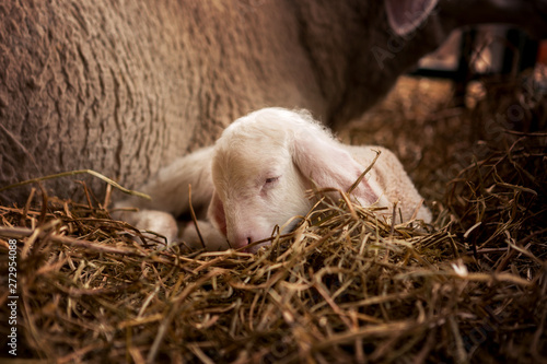 Beautiful white sheep's cub lies next to mother sheep in the stables. photo