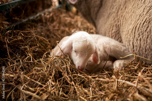 A beautiful little lamb lies on the hay next to her mother in the stables. © borevina