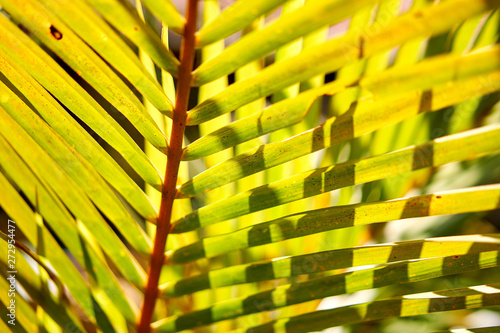 Tropical palm leaves summer time in sunny light