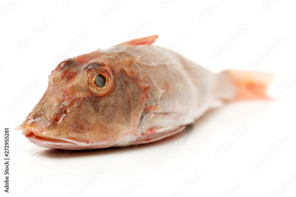 Red Gurnard Fish (Chelidonichthys cuculus) on White Background