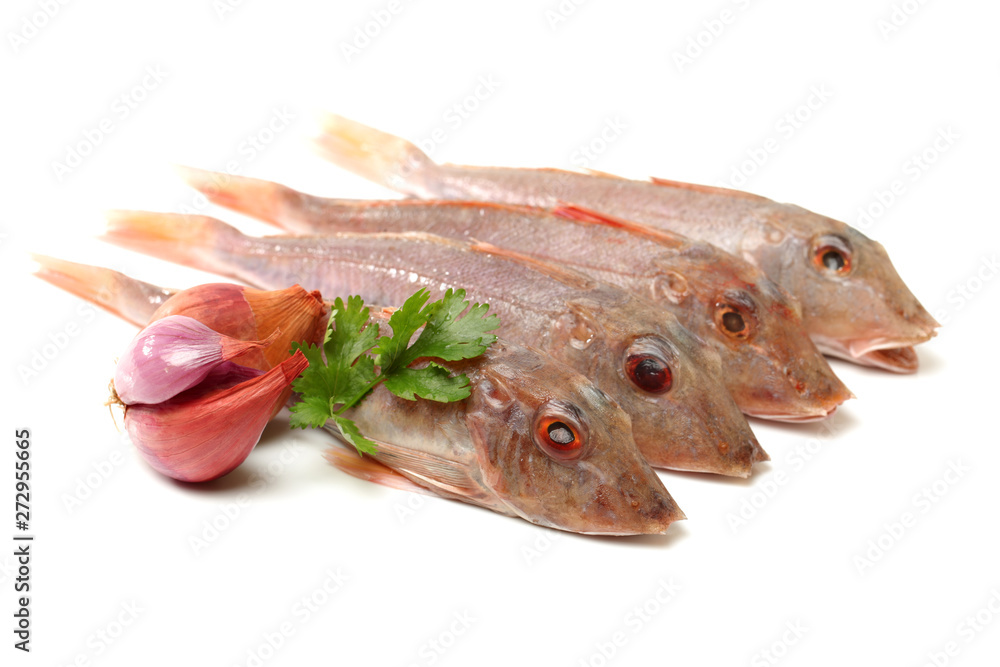 Red Gurnard Fish (Chelidonichthys cuculus) on White Background Red Gurnard Fish (Chelidonichthys cuculus) on White Background
