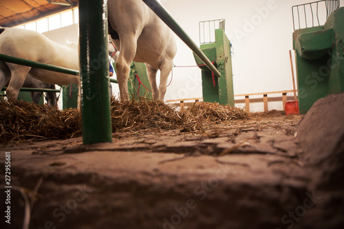 Foto An empty seat for a horse in a barn next to two white horses.