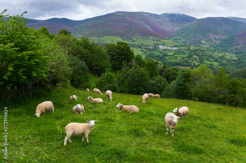 Fuentes del Narcea, Degaña e Ibias Natural Park, Asturias, Spain, Europe photo