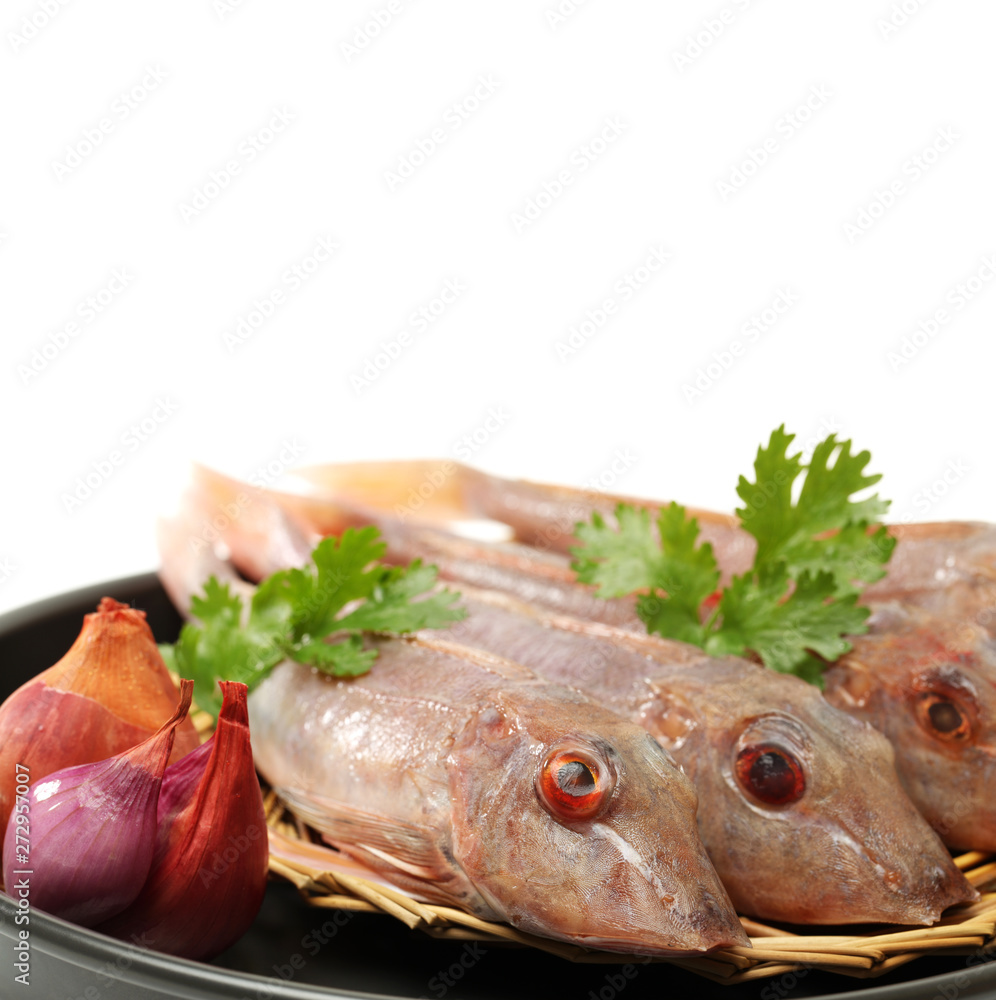 Red Gurnard Fish (Chelidonichthys cuculus) on White Background Red Gurnard Fish (Chelidonichthys cuculus) on White Background