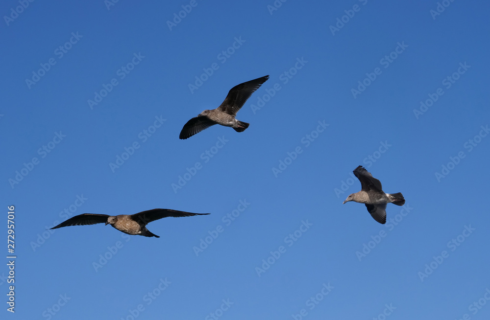 Birds circling on air thermals with open wings Birds circling on air thermals with open wings