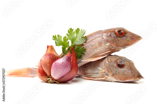 Red Gurnard Fish (Chelidonichthys cuculus) on White Background photo