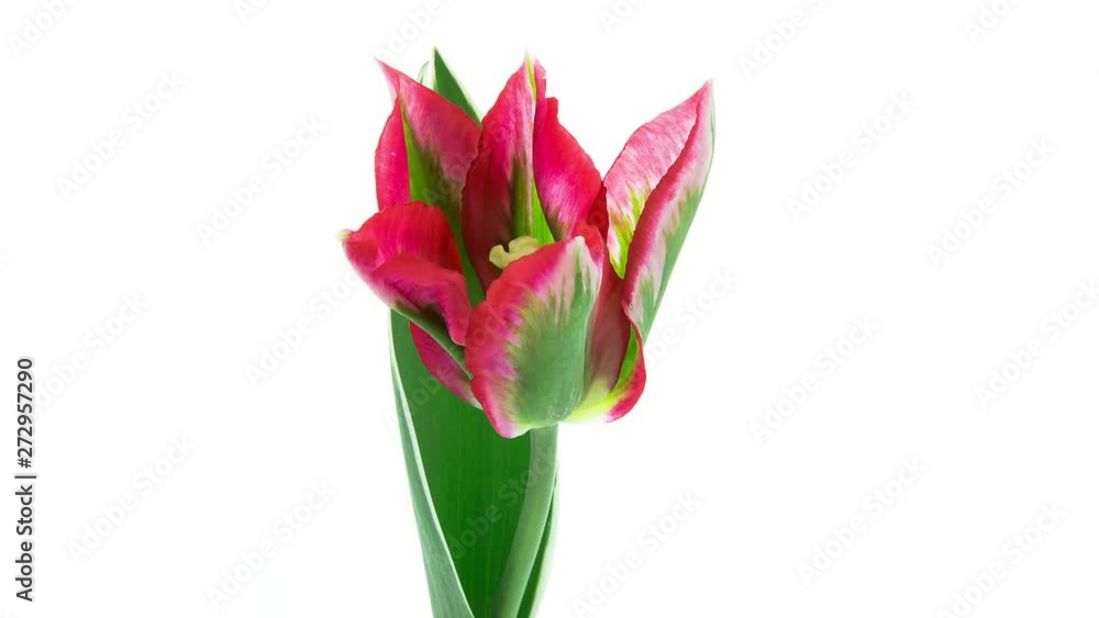 Timelapse of green tulip flower with red pink edges and a leaf blooming on white background Timelapse of green tulip flower with red pink edges and a leaf blooming on white background