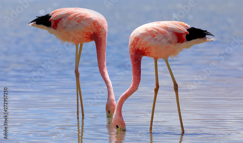 Two Pink Andes flamingos  are walking at Laguna Hedionda in Potosi  Bolivia. Altiplano  South America. Close-up photo of birds. 