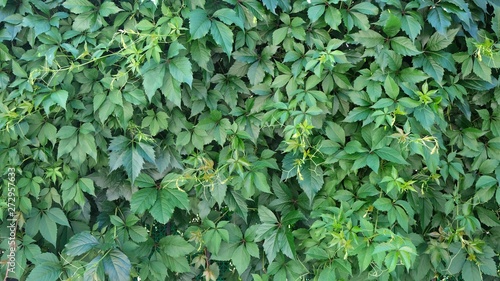 wall of wild grapes, hedge