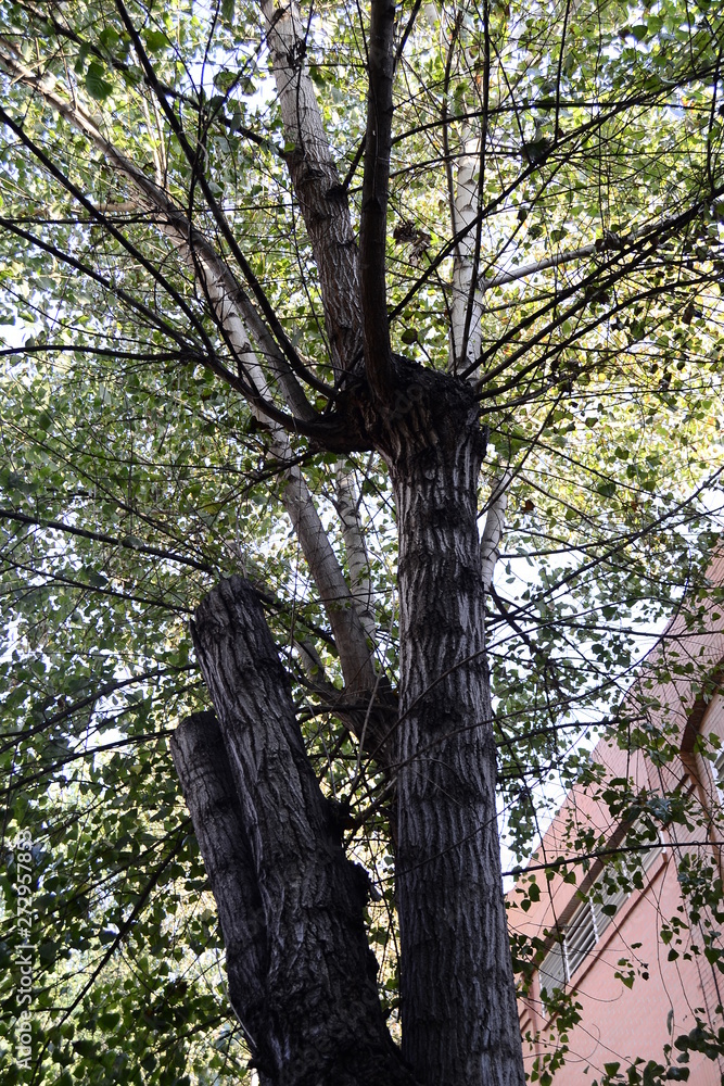 Fototapeta premium ARBOL