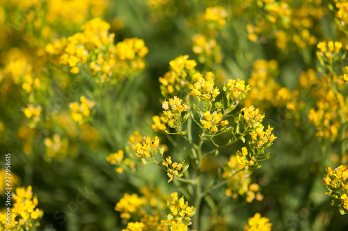 yellow flowers -background with the flowers