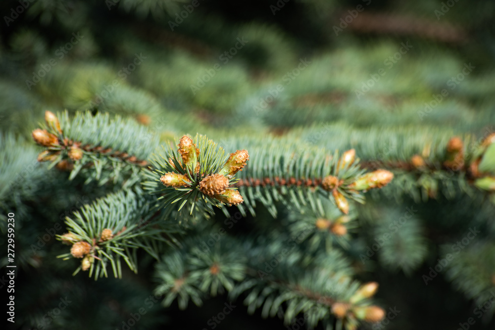 Warm background with young cones spruce on the branches