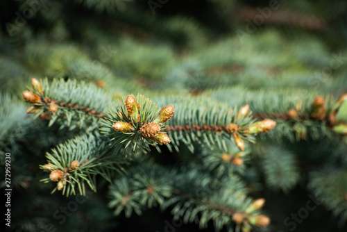 Warm background with young cones spruce on the branches