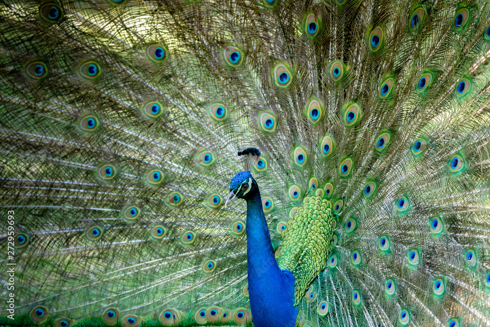 Fototapeta premium Amazing peacock during his exhibition