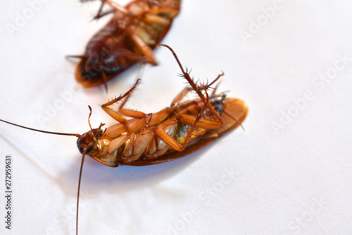 cockroach on floor © Sakee
