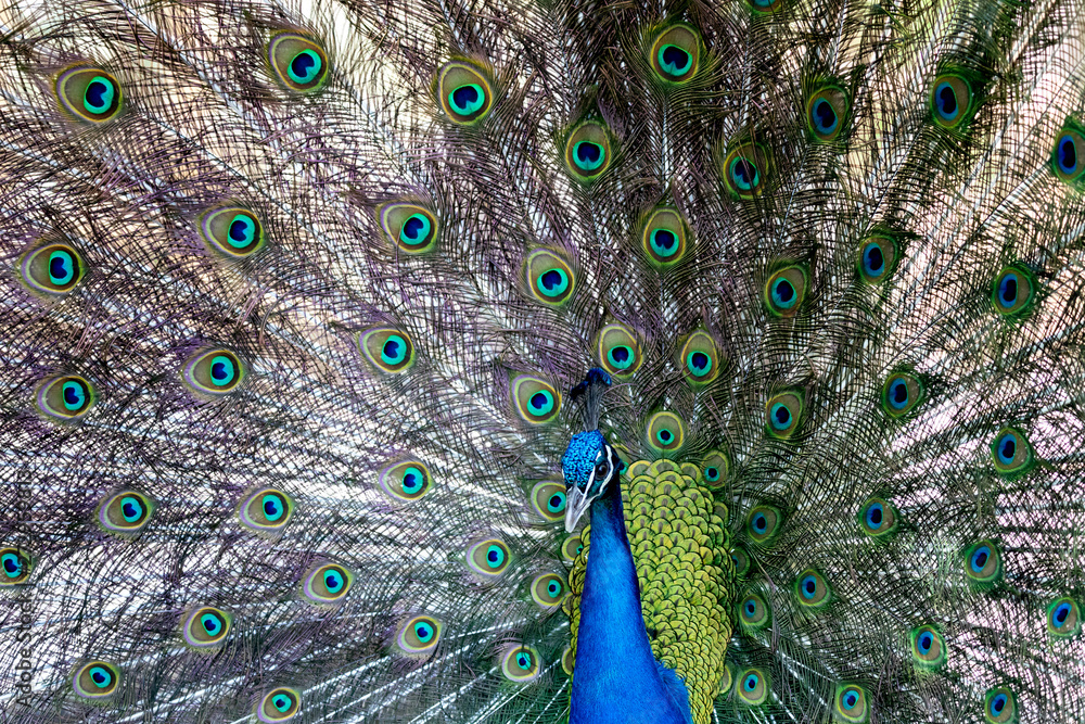Obraz premium Amazing peacock during his exhibition