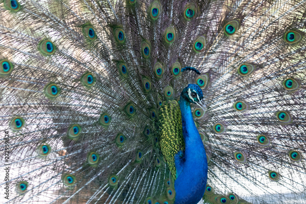 Fototapeta premium Amazing peacock during his exhibition