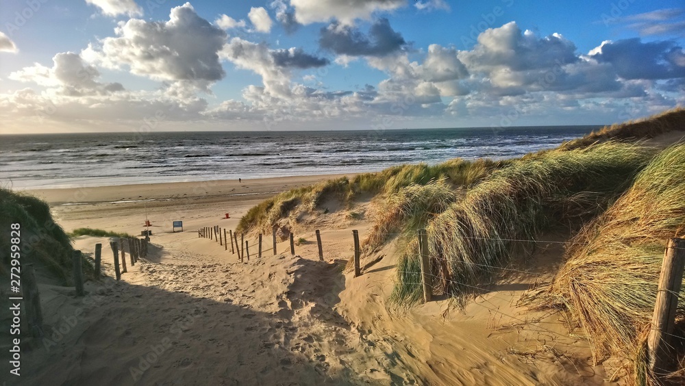 Dunes with marram grass at the beach of Bloemendaal aan Zee, Holland, Netherlands - obrazy, fototapety, plakaty 