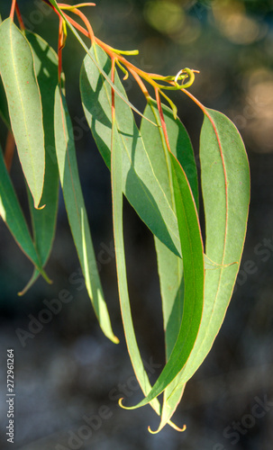 Feuilles d'eucalyptus à Ferreira do Zêzere, Ribatejo, Portugal photo