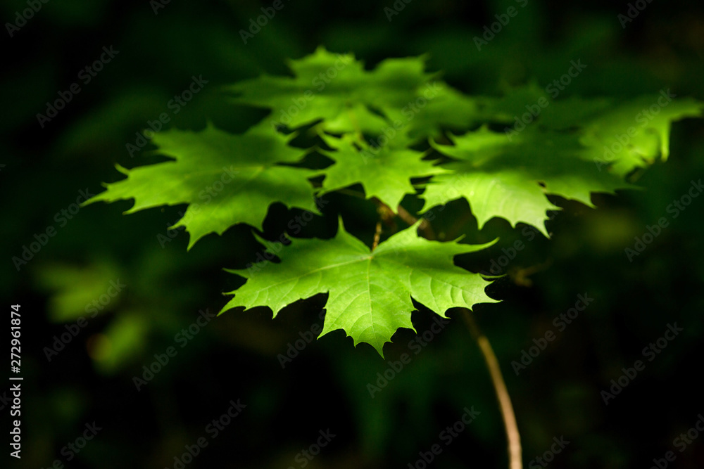 Bright green maple leaves in the sunlight. Contrast dark background. Sunny bright day. Park, forest Bright green maple leaves in the sunlight. Contrast dark background. Sunny bright day. Park, forest