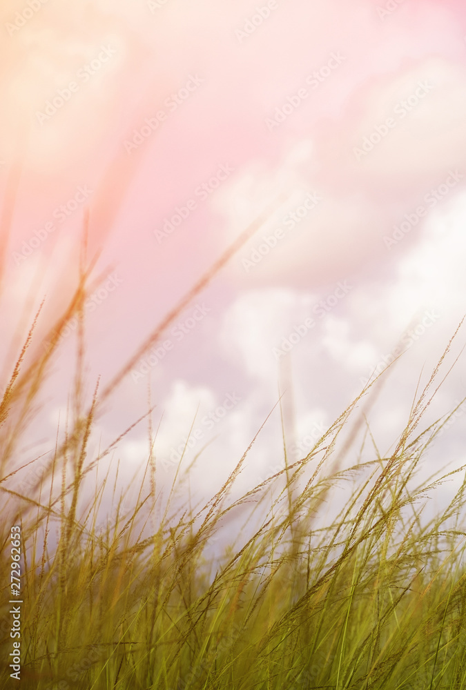Grass field at sunset, Wind blowing on the grass with sky and cloud with soft light