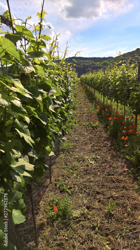 wine; Vineyard at Kaiserstuhl / Rhine rift valley (Vitis vinifera)