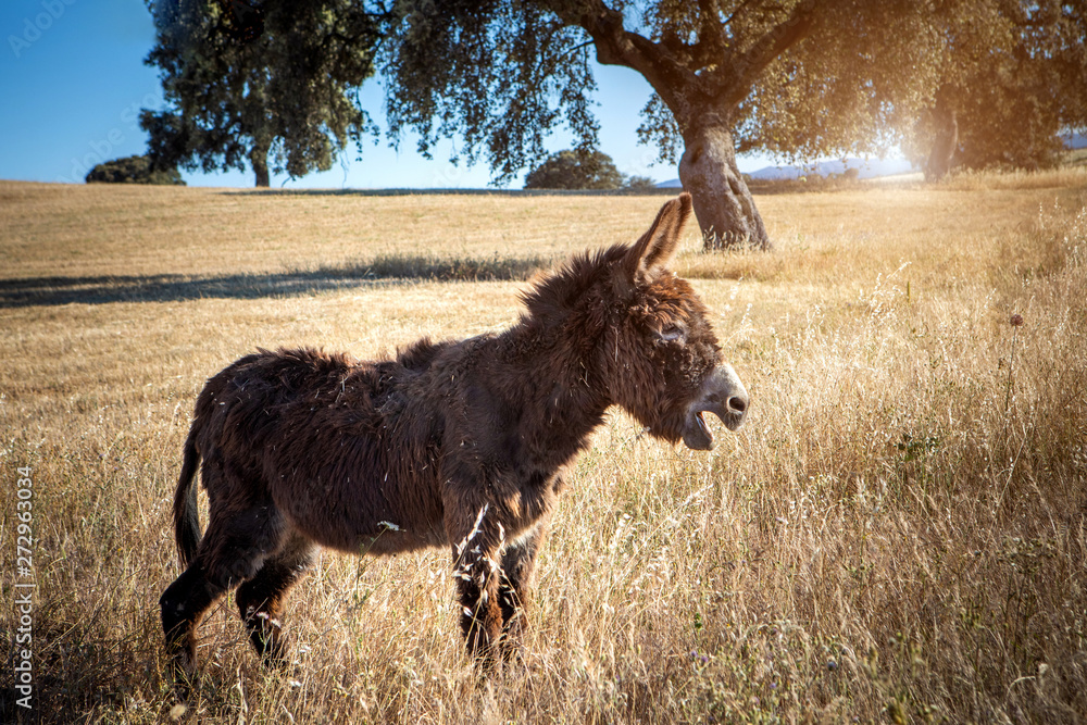 Fototapeta premium Beautiful brown donkey