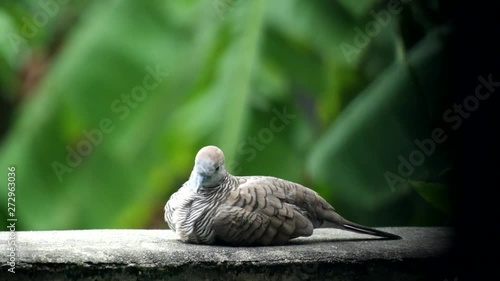 Birds sitting on the fence