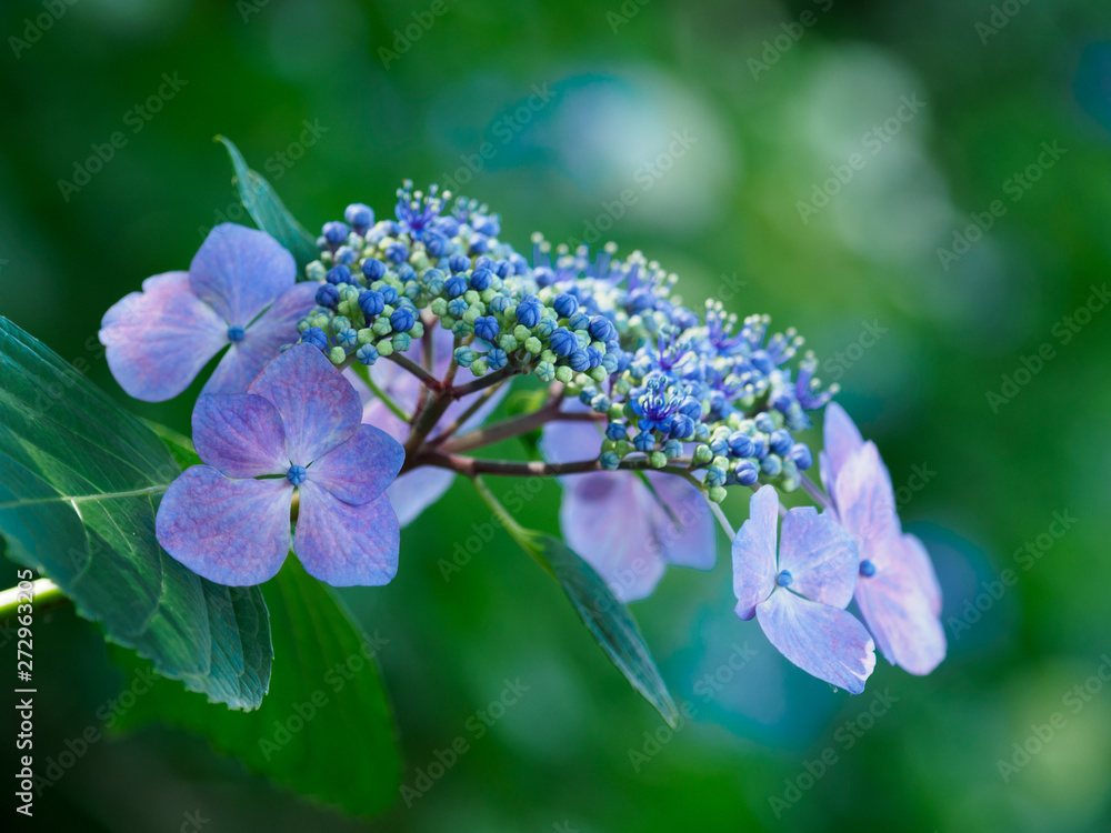 青と紫の美しい額紫陽花