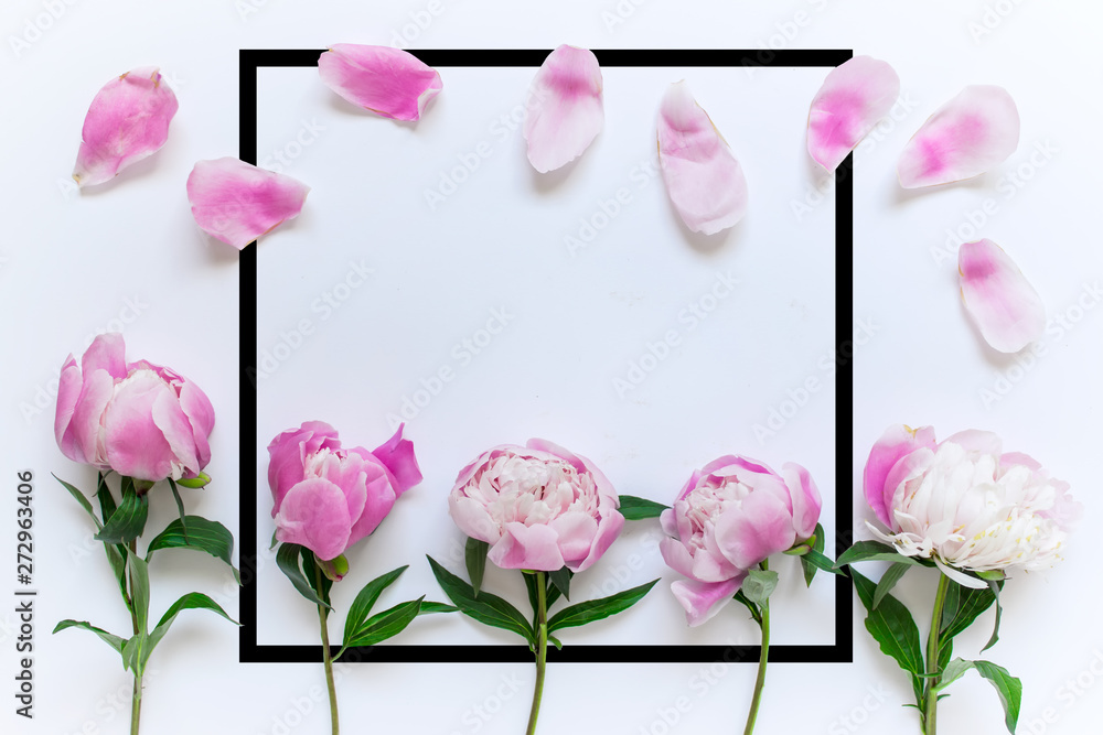 Obraz premium Pink peony flowers, petals and large square black border frame with copy blank space on white background.