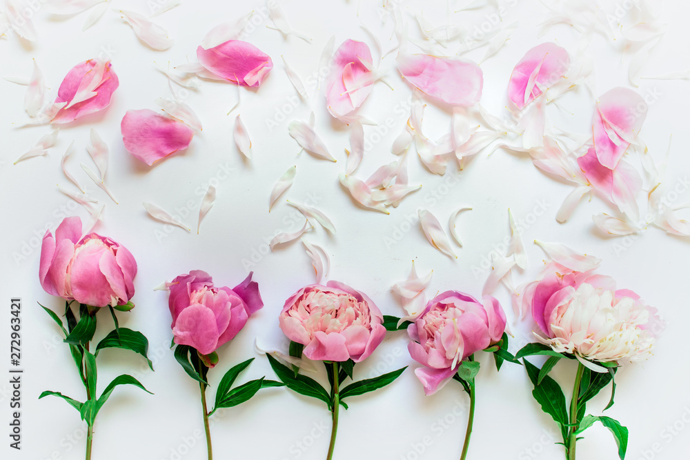 Fototapeta premium Five romantic delicate peony flowers with pink separate petals on white background.