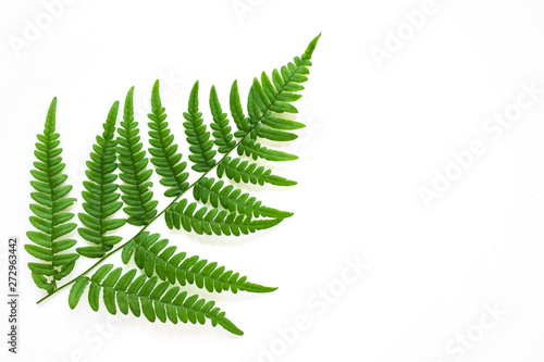 Large fern leaf on white background. Photo with copy blank space.
