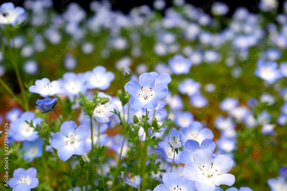 ์Nemophila flowers in spring ์Nemophila flowers in spring