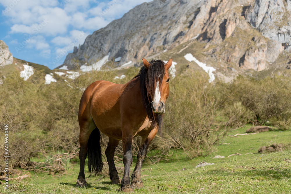 Wild Horeses in the National Park of Picos de Europa, Cantabria, Spain.