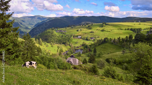green Meadows and a cow with panorama view over the black forest in Germany; (Schwarzwald Deutschland) photo