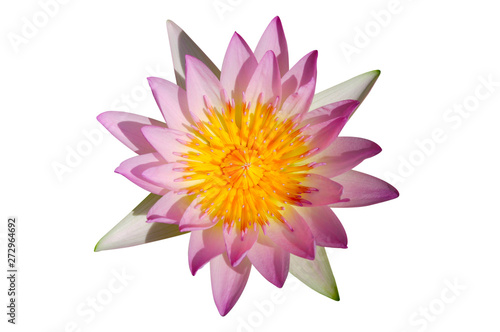 Pink lotus isolated on white background