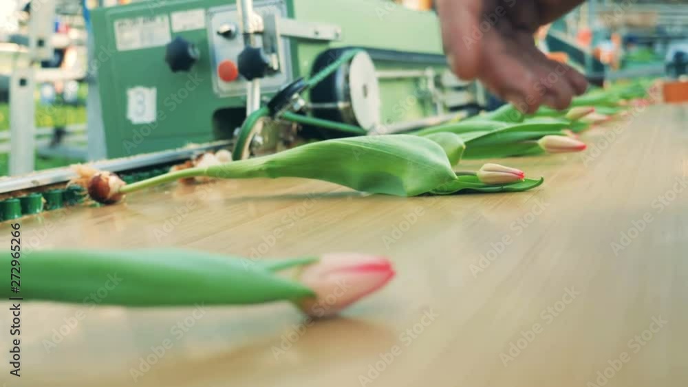 Pink tulips are getting thrown onto the mechanical transporter