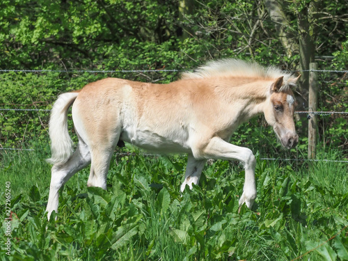 Pretty foal in paddock. © Nigel Baker