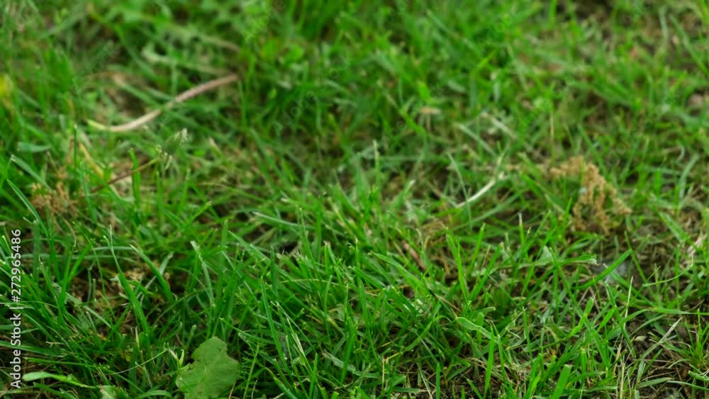 Woman hand plucks a flower dandelion from the green grass in the park during spring. Woman hand plucks a flower dandelion from the green grass in the park during spring.