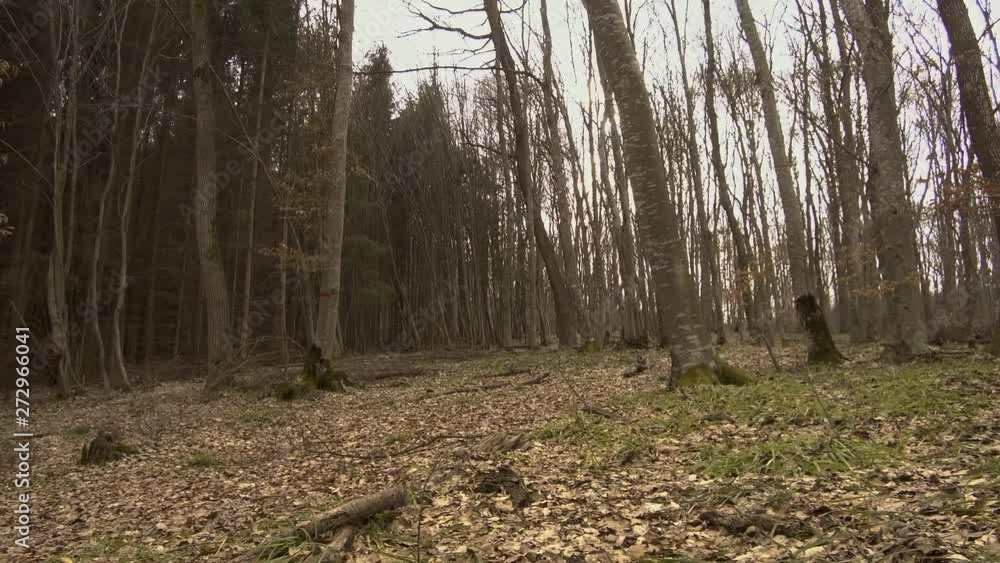 Empty woods near Transylvania, Romania. Haunted Hoia Baciu forest in autumn. Empty woods near Transylvania, Romania. Haunted Hoia Baciu forest in autumn.