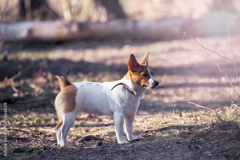 Jack Russel Parson Dog Run Toward The Camera Low Angle High Speed Shot Jack Russel Parson Dog Run Toward The Camera Low Angle High Speed Shot