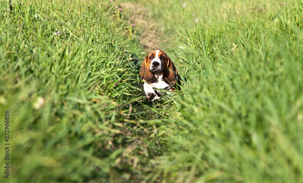 Obraz premium Basset hound puppy runs along the path in the green grass