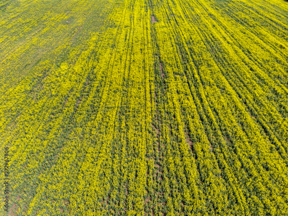Signs on rapeseed field. Aliens concept. Signs on rapeseed field. Aliens concept.