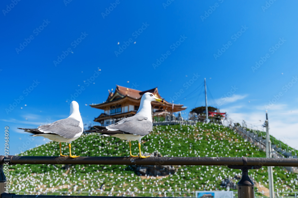 青森県八戸市蕪島 堂々としたうみねこ Stock 写真 Adobe Stock