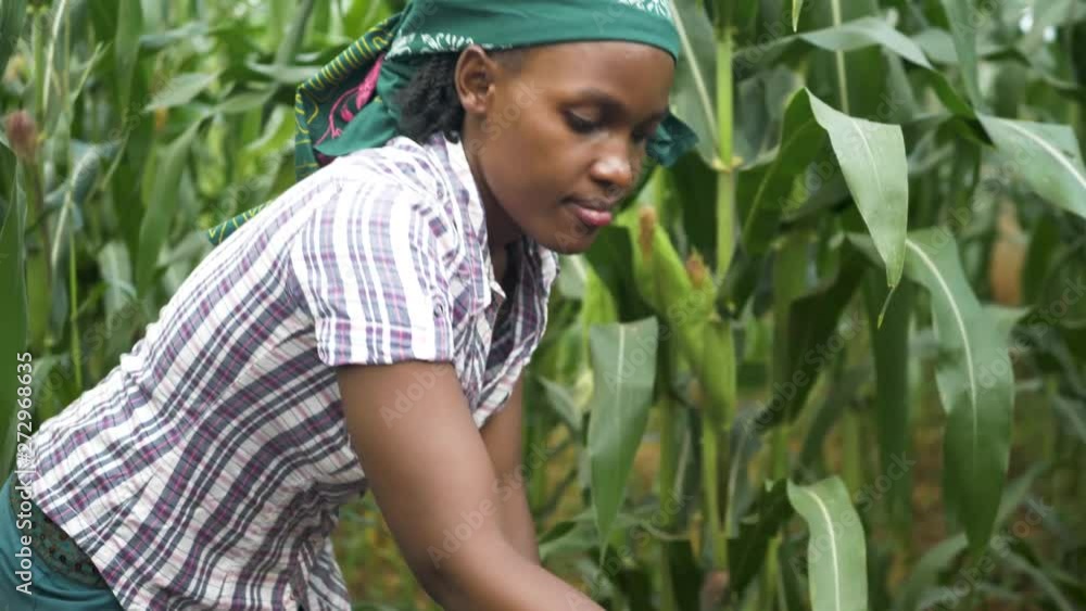 Close up slow motion shot of an African womans face while digging in a garden in rural Africa Close up slow motion shot of an African womans face while digging in a garden in rural Africa