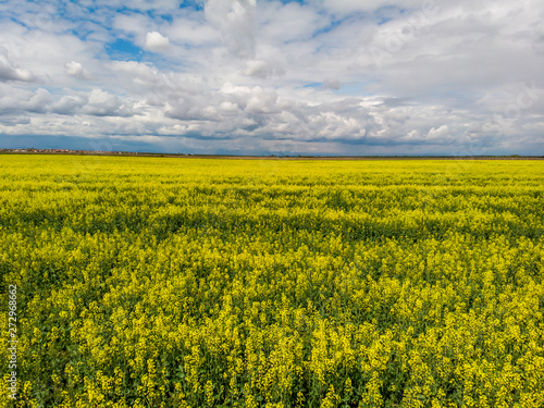 Signs on rapeseed field. Aliens concept.